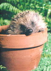 Hedgehog 